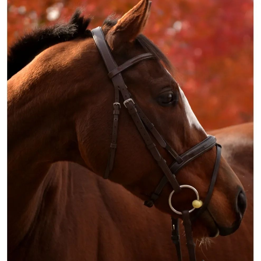 Close-up of a bridled horse against autumn leaves