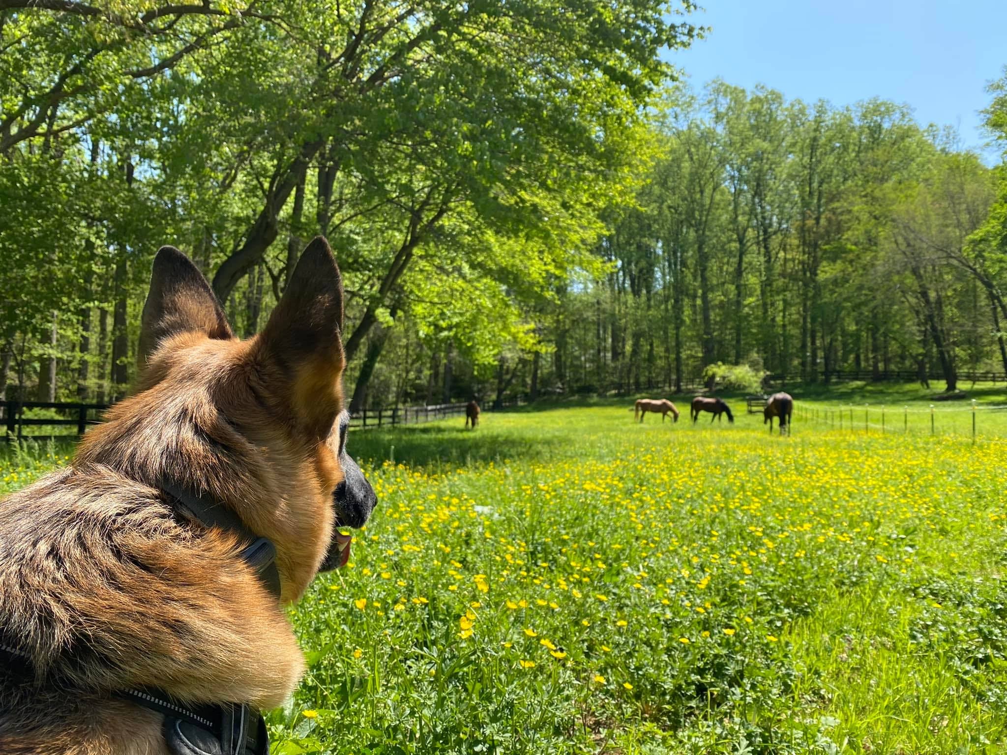 Dog looking over a meadow toward grazing horses