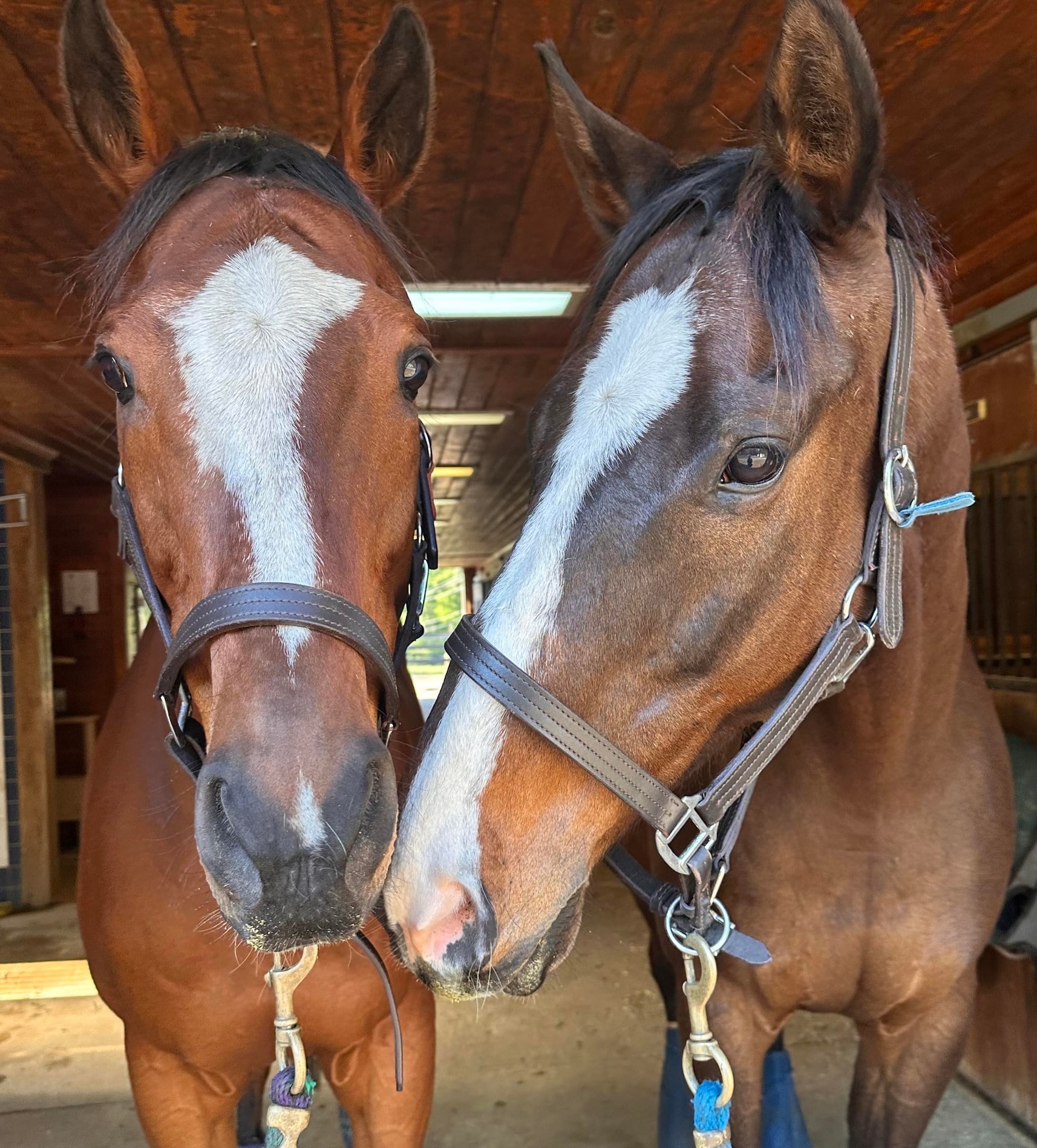 Two horses standing together in a stable